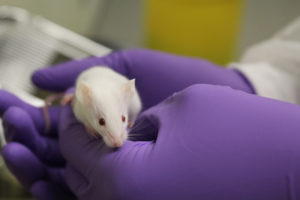 Investigational toxicology – challenging route of administration