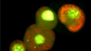 Expedited in vivo micronucleus/comet supporting combined OECD 474/489